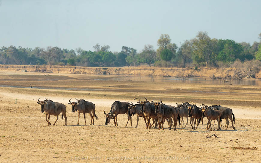 Wildlife image from photo safari with edward selfe in south luangwa national park.