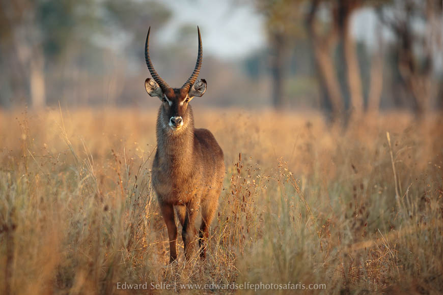 Waterbuck bull on photo safari with edward selfe in south luangwa national park.