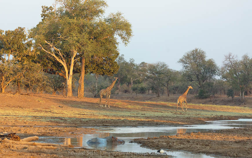 Wildlife image from photo safari with edward selfe in south luangwa national park.
