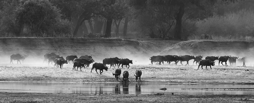 Buffalo herd coming to drink water from the river in South Luangwa National Park.