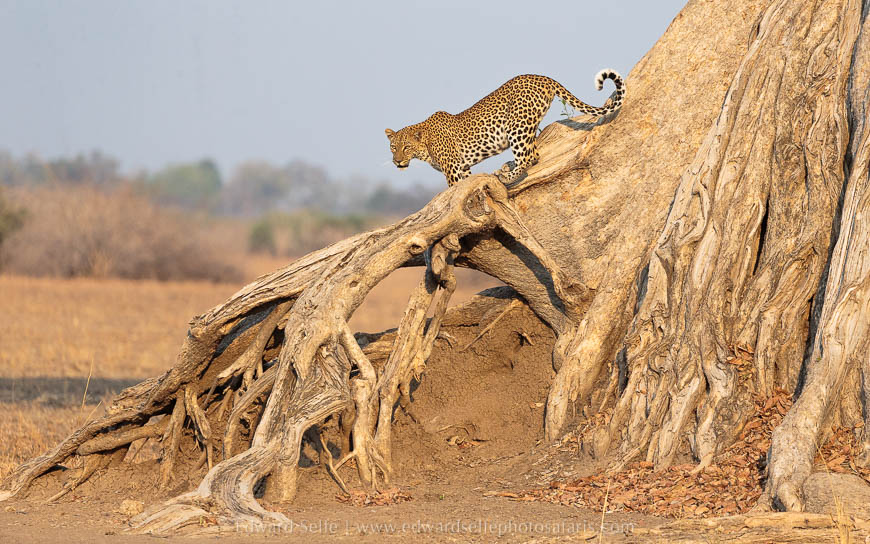 Wildlife image from photo safari with edward selfe in south luangwa national park.