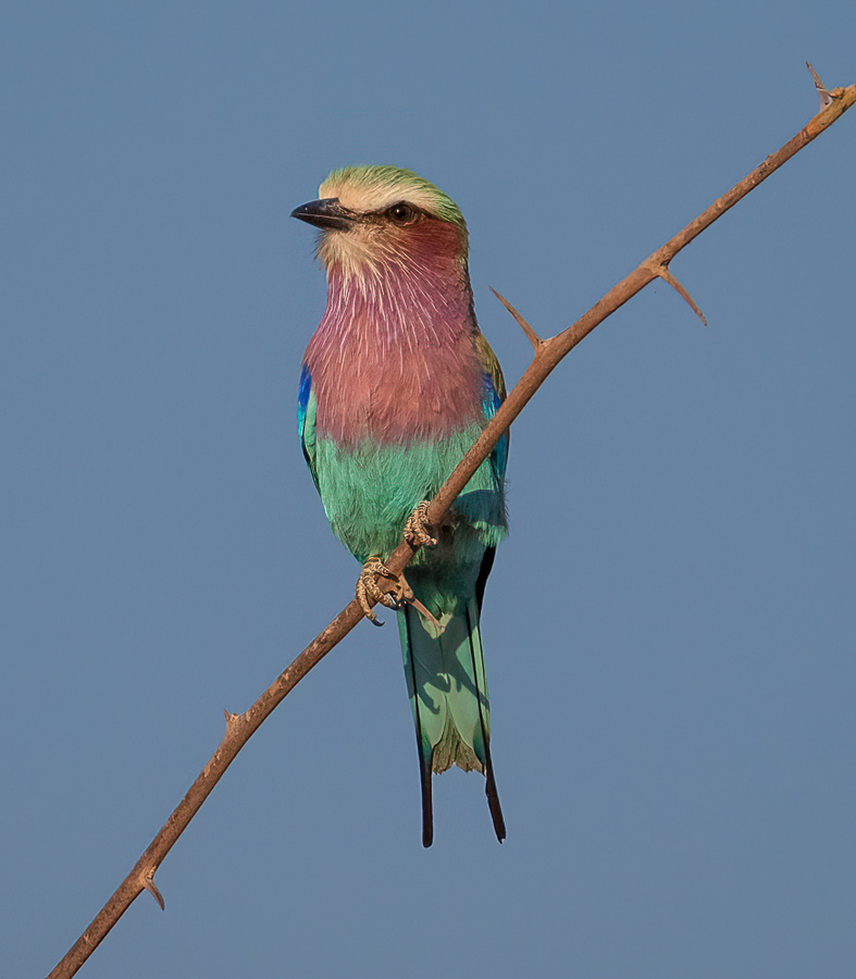 Image from pan-zambia photo safari by julie mitchell