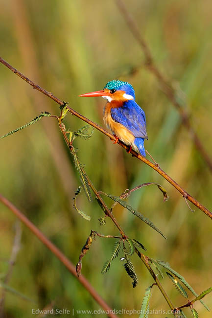 Wildlife image from a photo safari with edward selfe.