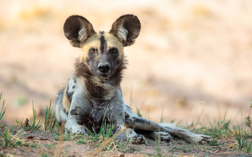 Wildlife image from photo safari with edward selfe in south luangwa national park.