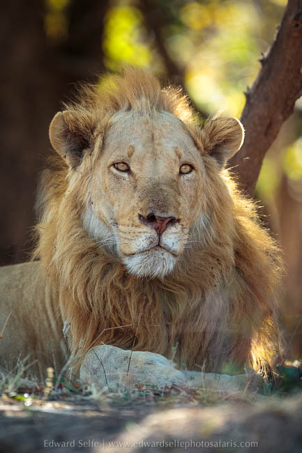 Wildlife image from photo safari with edward selfe in south luangwa national park.