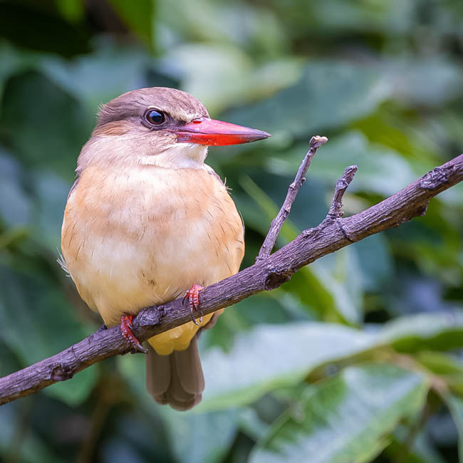 Wildlife image
from South Luangwa by Mike White
