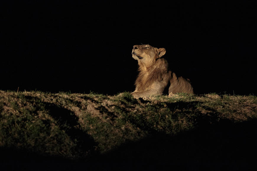 Wildlife image from photo safari with edward selfe in south luangwa national park.