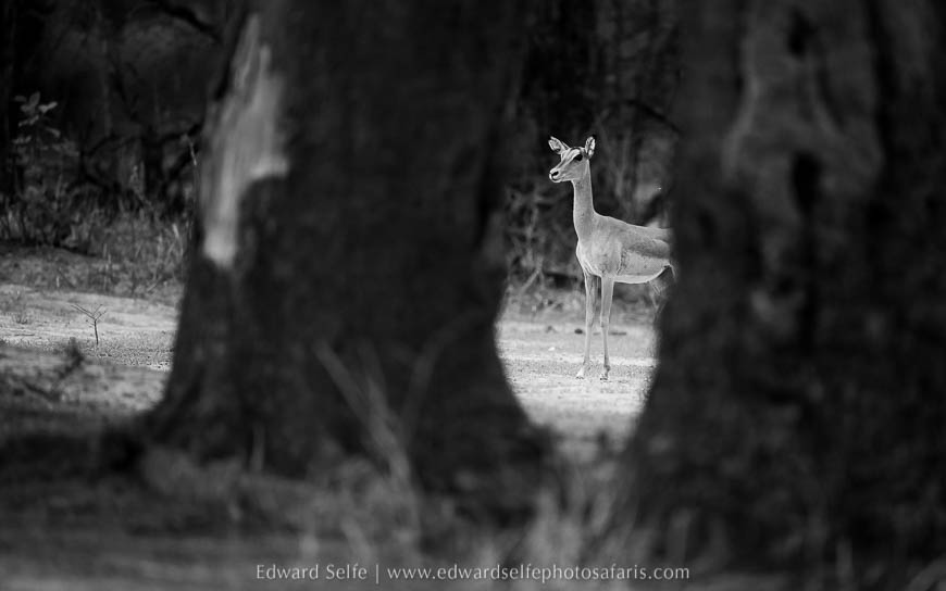 Wildlife image from photo safari with edward selfe in south luangwa national park.