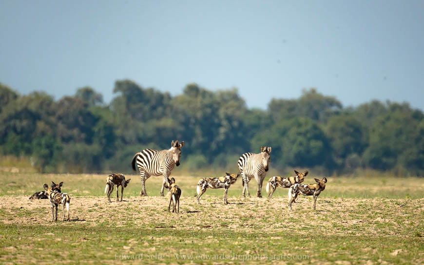 Wildlife image from photo safari with edward selfe.