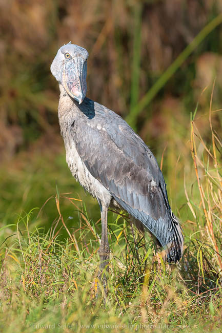 Wildlife image from photo safari with edward selfe.