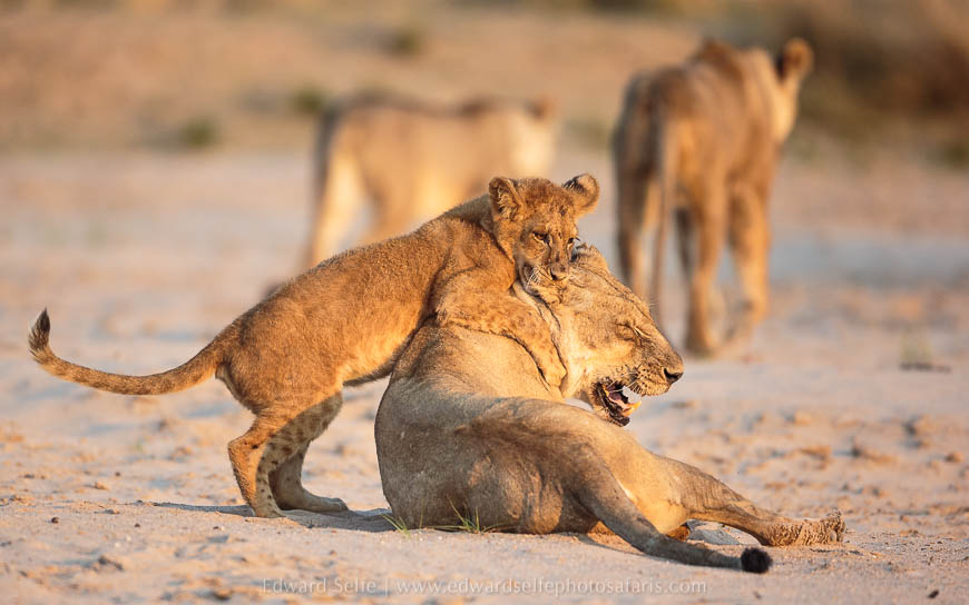 Wildlife image from photo safari with edward selfe in south luangwa national park.