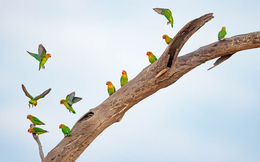 Images of wildlife from photo safari with edward selfe in the south luangwa np.