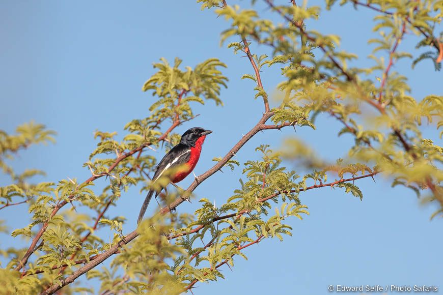 Wildlife image by edward selfe from photo safari in southern africa.