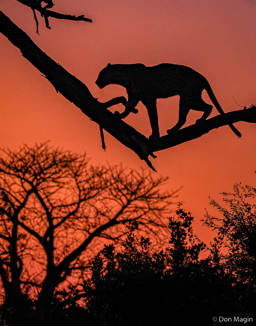 Wildlife image by don magin from a photo safari in zambia and zimbabwe with edward selfe.