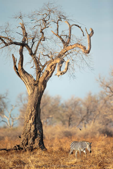 Wildlife image from photo safari with edward selfe in south luangwa national park.
