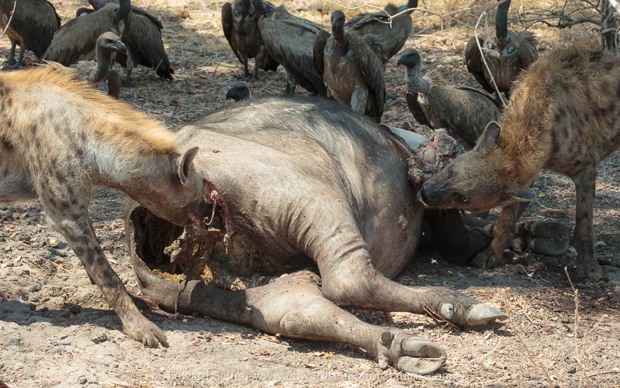 Wildlife image from photo safari with edward selfe in south luangwa national park.