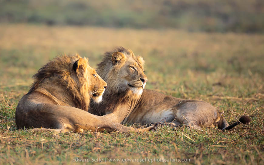 Wildlife image from a photo safari with edward selfe.