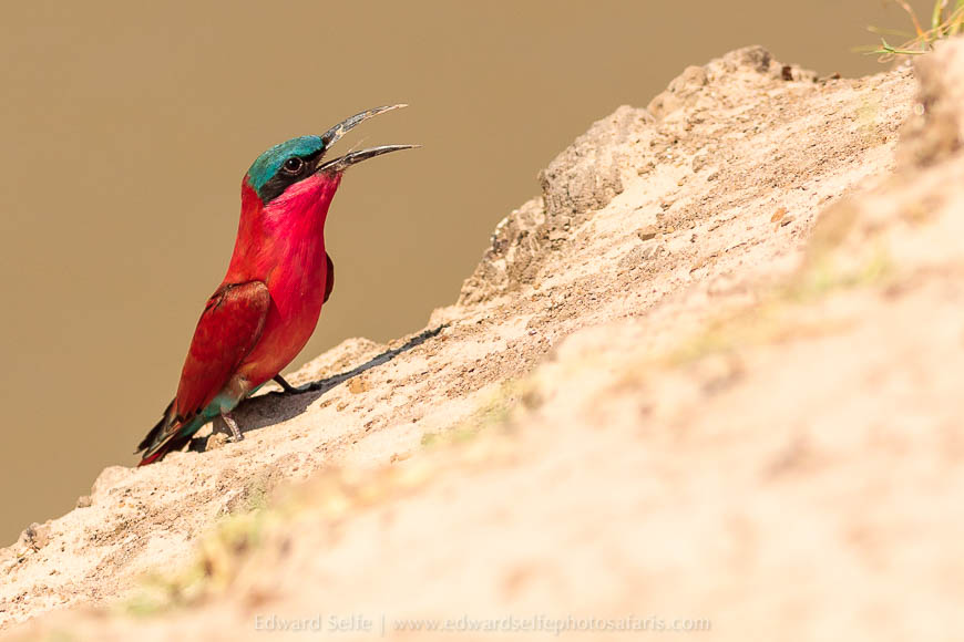 Wildlife image from photo safari with edward selfe in south luangwa national park.
