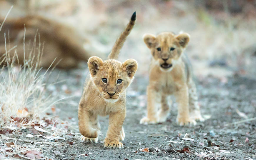 Wildlife image from photo safari with edward selfe in south luangwa national park.