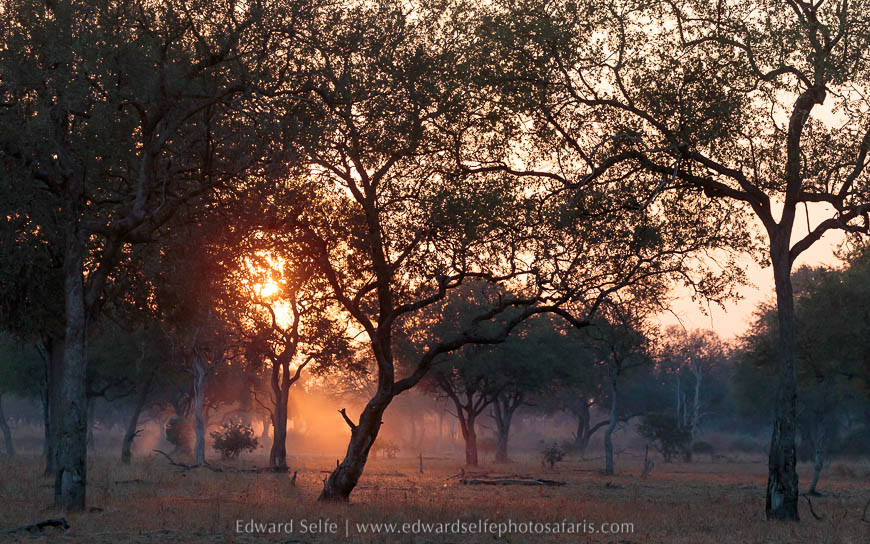Wildlife image on photo safari with edward selfe in south luangwa national park.