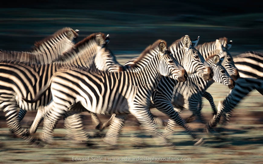 Wildlife image from a photo safari with edward selfe.