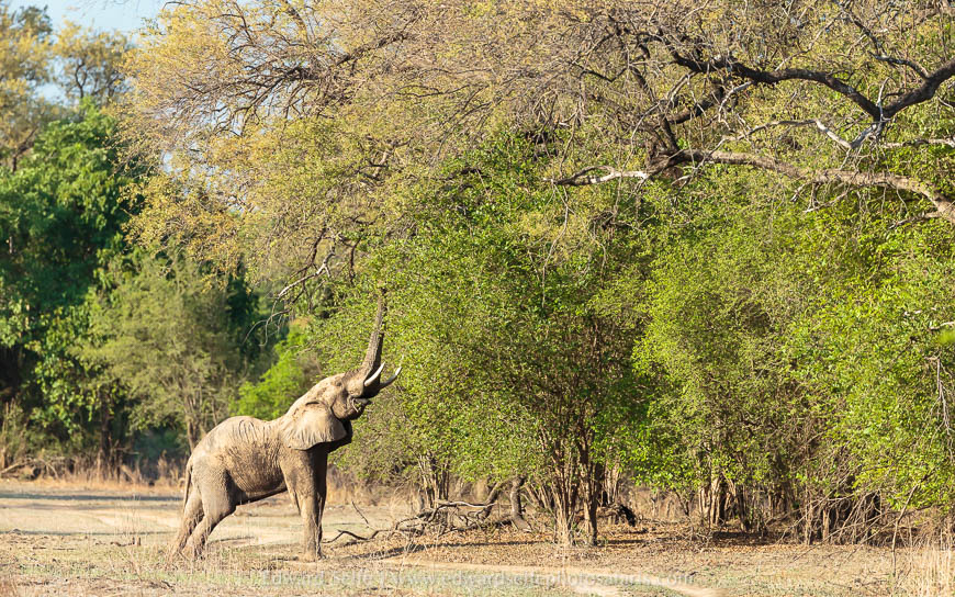 Wildlife image from a photo safari with edward selfe.