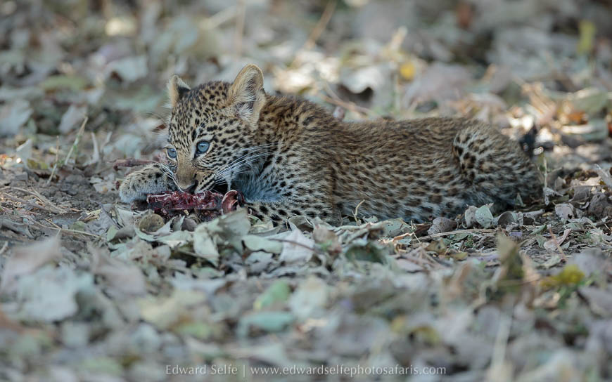 Leopard cub feeds on leftovers from carcass photo safari with edward selfe in south luangwa national park.