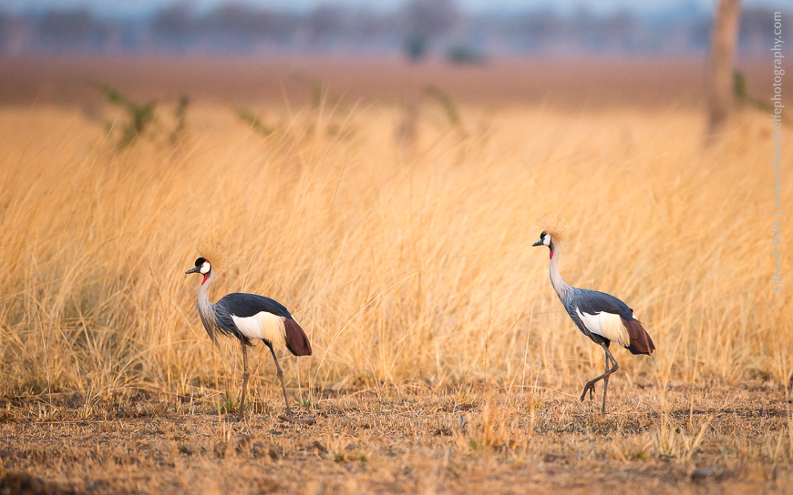Crowned Cranes walk through golden grass in the early morning of a Nsefu Sector day.