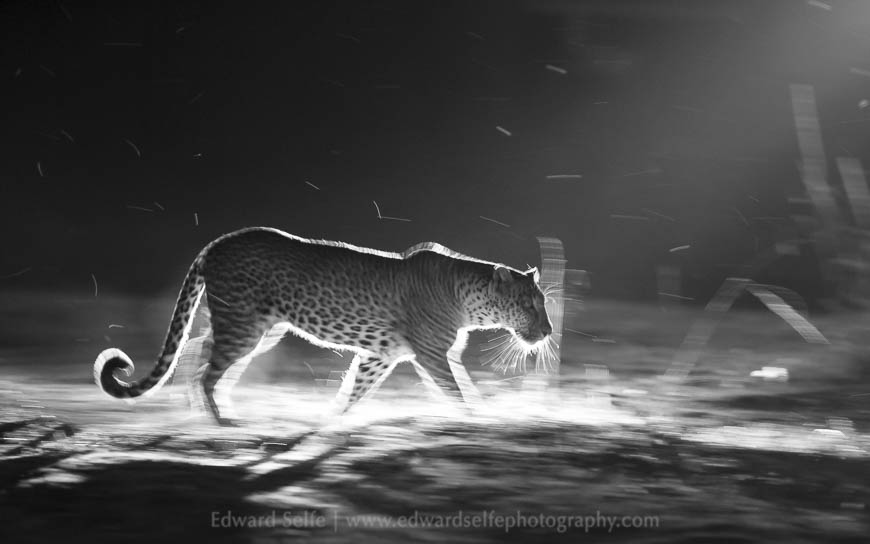 Sneaky leopard crosses against the light of another vehicles spotlight in South Luangwa National Park.