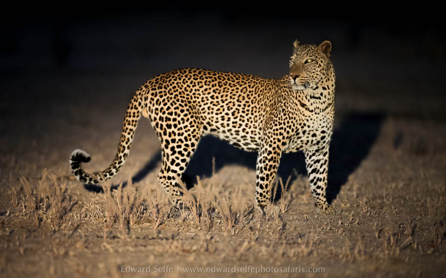 Wildlife image from photo safari with edward selfe in south luangwa national park.