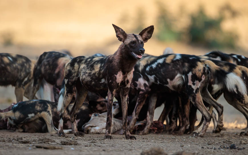Images of wildlife from photo safari with edward selfe in zambia.