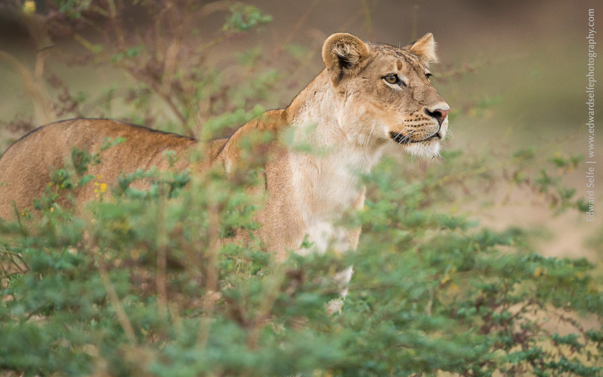 Lioness scanning for prey in South Luangwa National Park