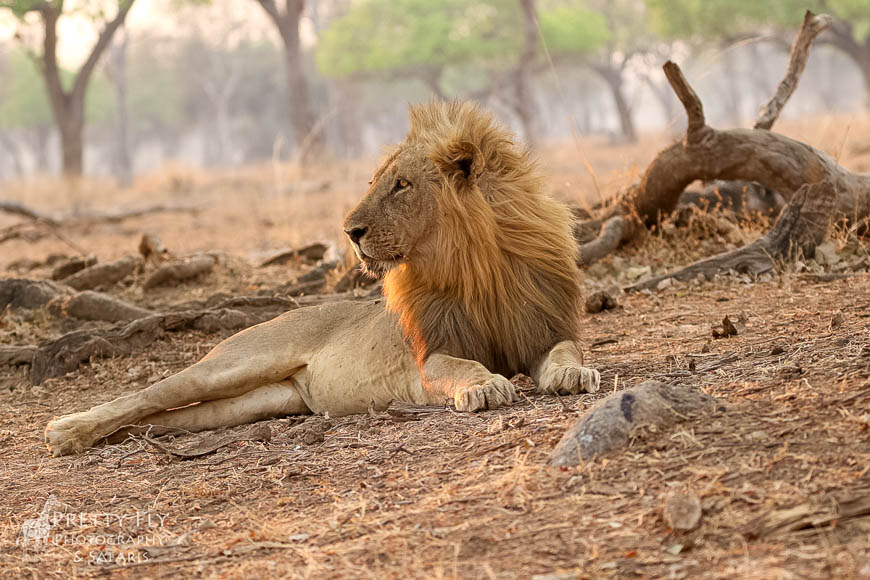 Wildlife image from photo safari with edward selfe in south luangwa national park.