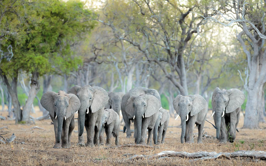 Wildlife image from a photo safari with edward selfe.