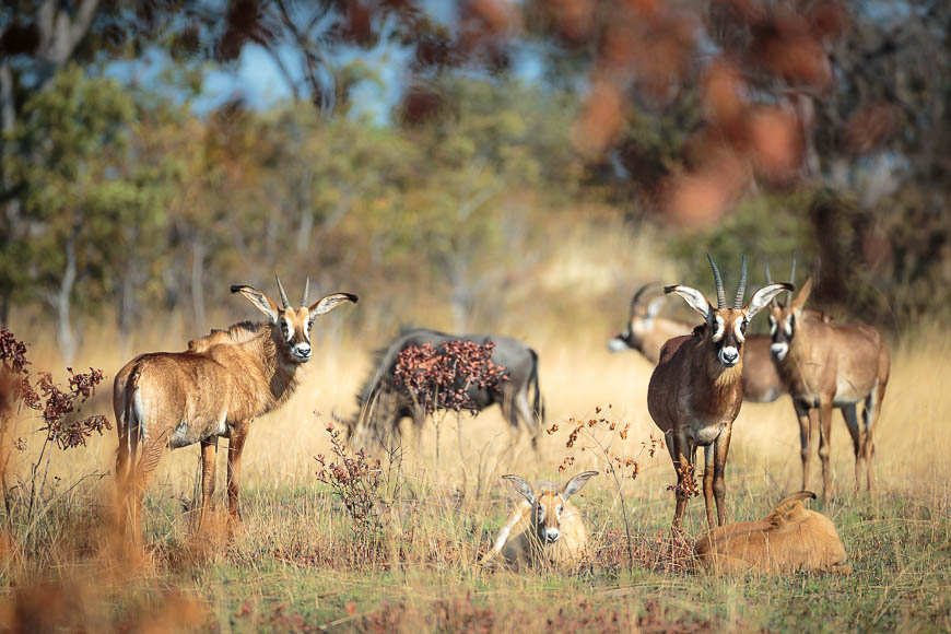 Images of wildlife from photo safari with edward selfe in zambia.