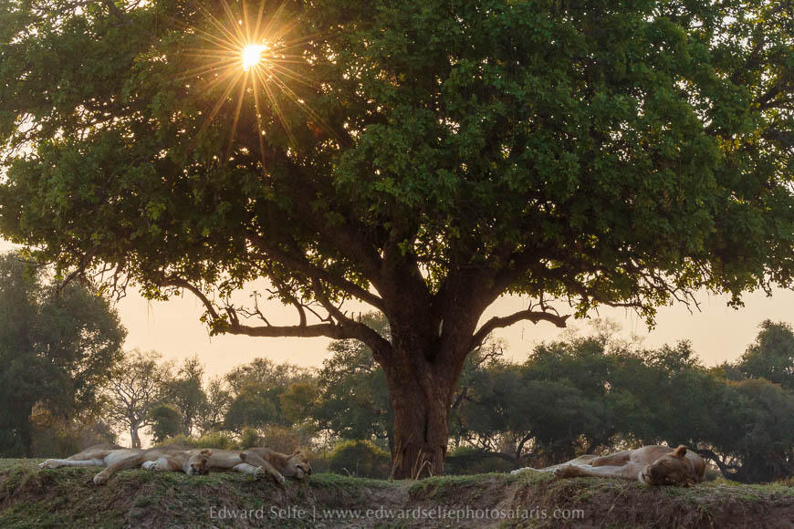 Wildlife image from photo safari with edward selfe in south luangwa national park.