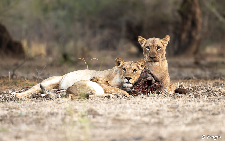 Wildlife image by Sharon Magin from photo safari in Zambia with Edward Selfe.