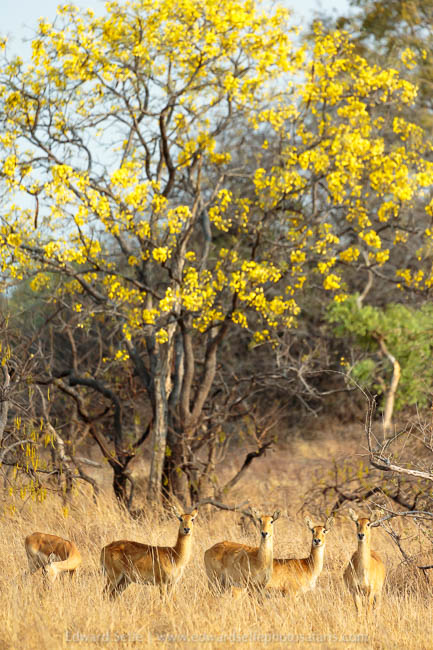 Wildlife image from a photo safari with edward selfe.