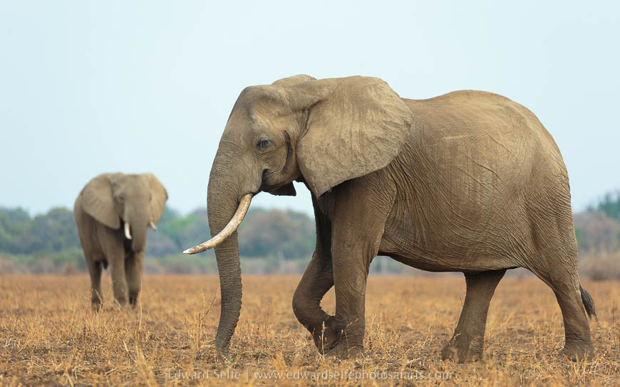 Wildlife image on photo safari with edward selfe in south luangwa national park.