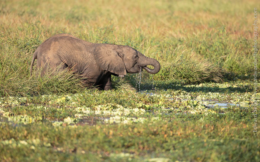 A young elephant crosses a narrow channel in South Luangwa National Park.