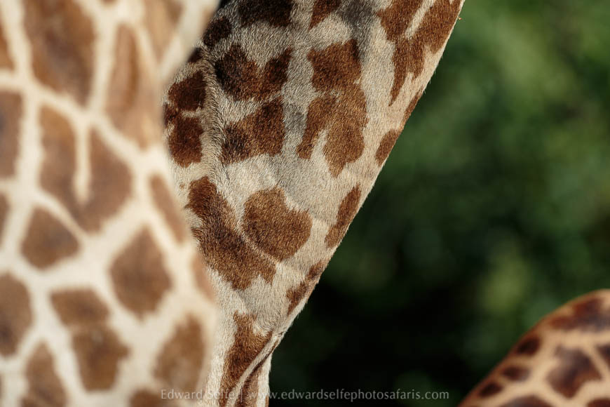 Wildlife image from photo safari with edward selfe in south luangwa national park.