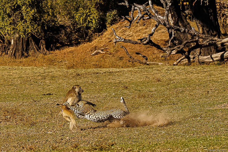 Andre erlichs image of wildlife from photo safari with edward selfe in zambia.