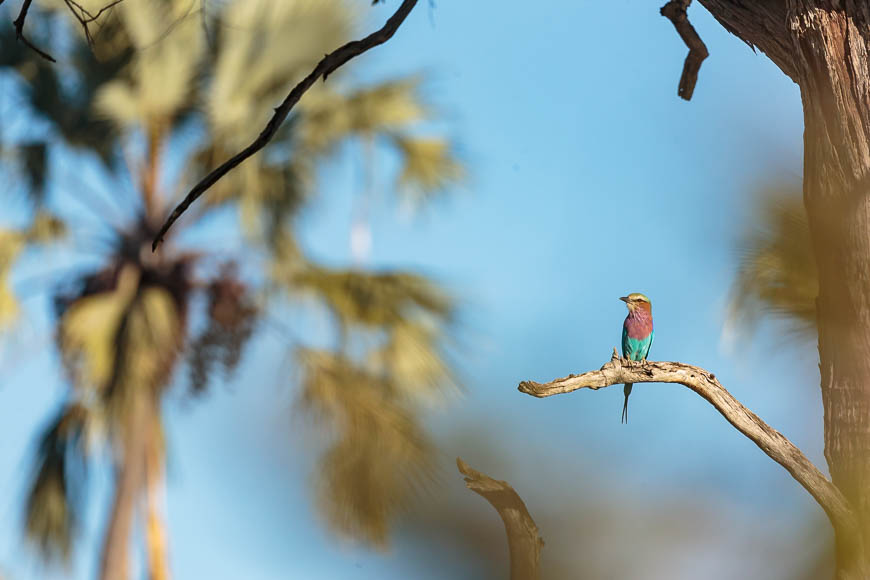Images of wildlife from photo safari with edward selfe