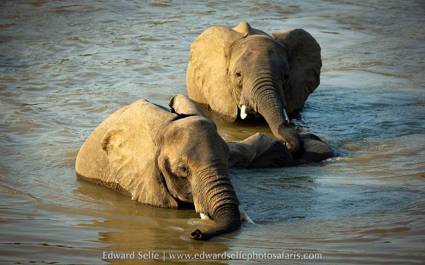 Wildlife image from photo safari with edward selfe.