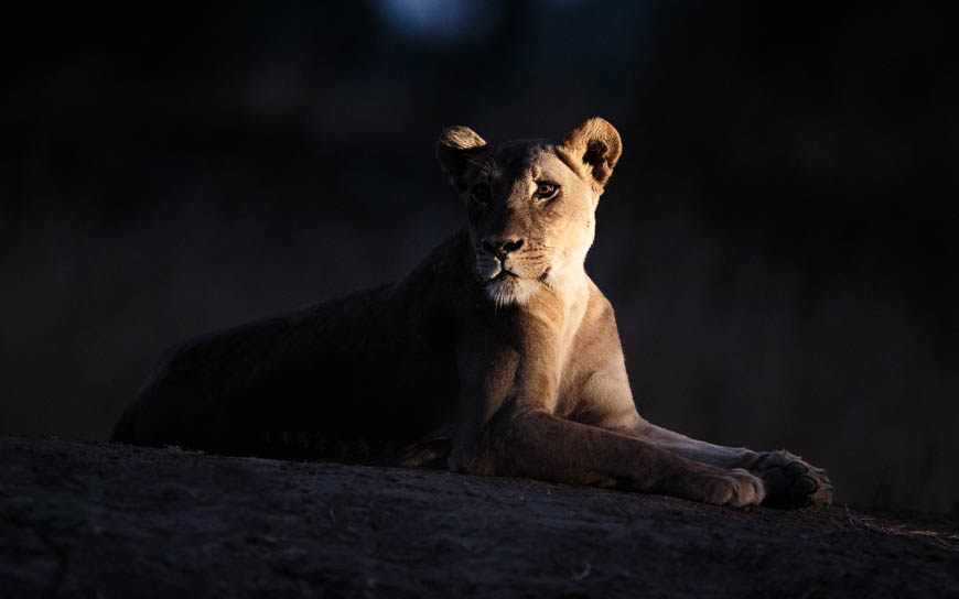 Wildlife image from photo safari with edward selfe in south luangwa national park.