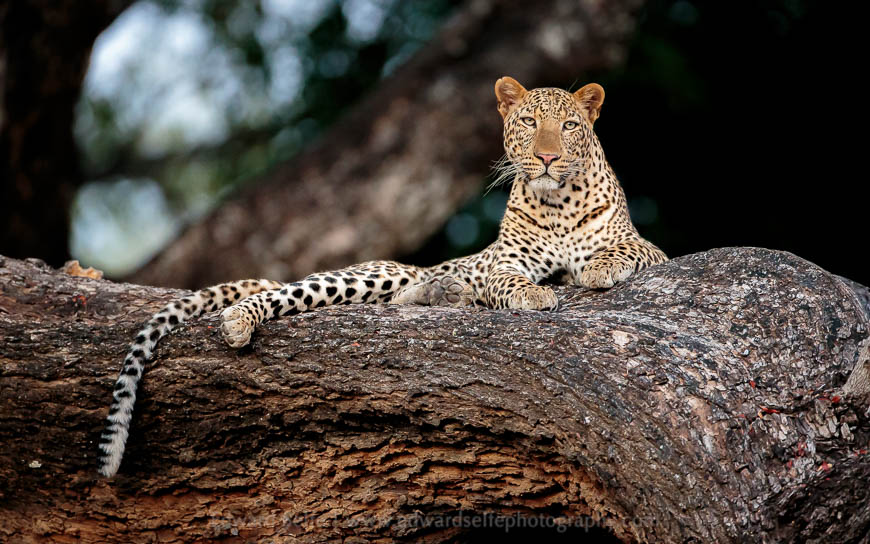 A leopard rests on a fallen tree in South Luangwa National Park