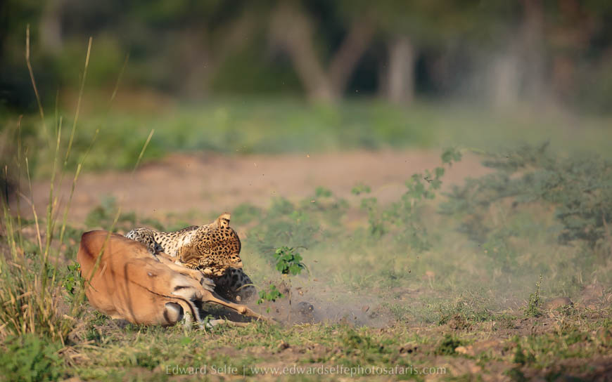 Wildlife image from photo safari with edward selfe.