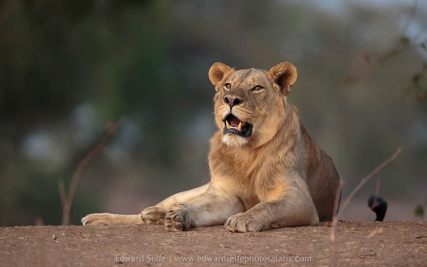Wildlife image from photo safari with edward selfe in south luangwa national park.