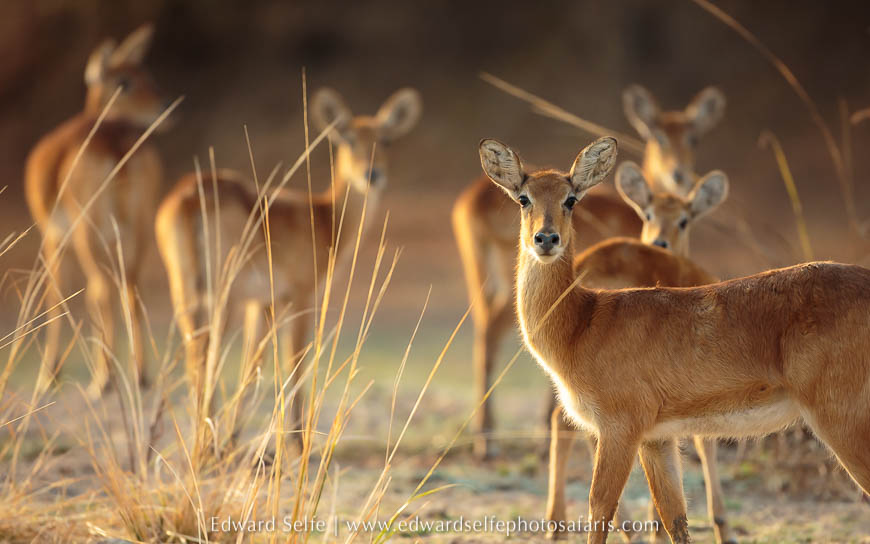 Wildlife image from photo safari with edward selfe.