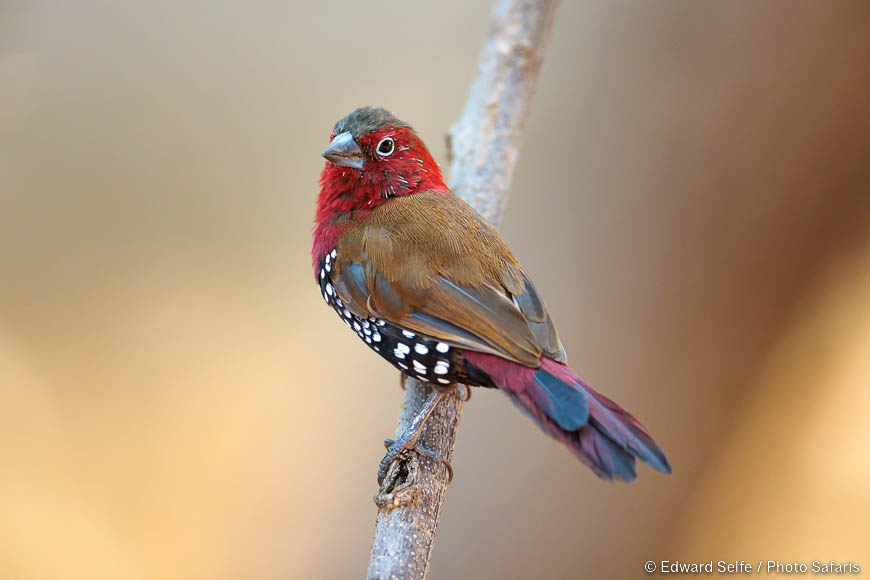 Wildlife image of a bird by edward selfe from photo safari in zambia.